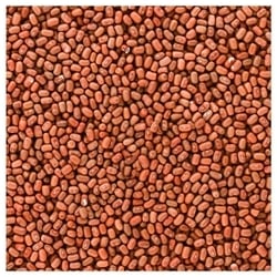 Best Farms Moth Beans 500 g 4