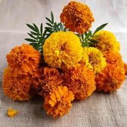 Marigold Flower (Pack) (Approx 225 g - 300 g)