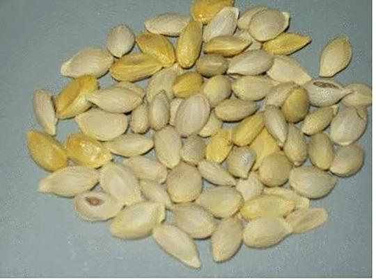 MGBN THE PATH FOR THE HEALTHIER LIFE WITH BEAUTY Lemon, Nimbu, Citrus Lemon Seeds - 1 g (30 Seeds)