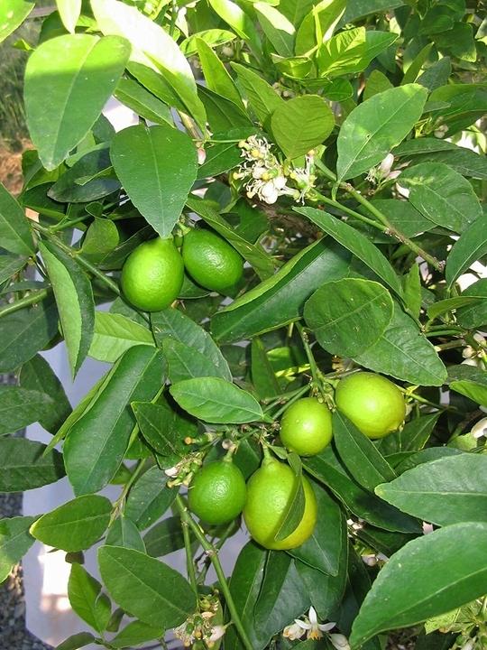 MGBN THE PATH FOR THE HEALTHIER LIFE WITH BEAUTY Lemon, Nimbu, Citrus Lemon Seeds - 1 g (30 Seeds)