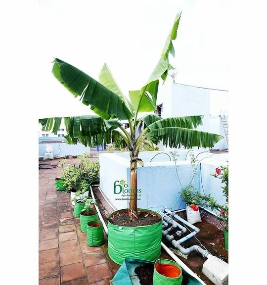 Bio Blooms Agro Polyethylene Leafy Vegetable Terrace Gardening Green Grow Bag Floor Standing Mount Type, 24 x 24 inch (pack of 4)