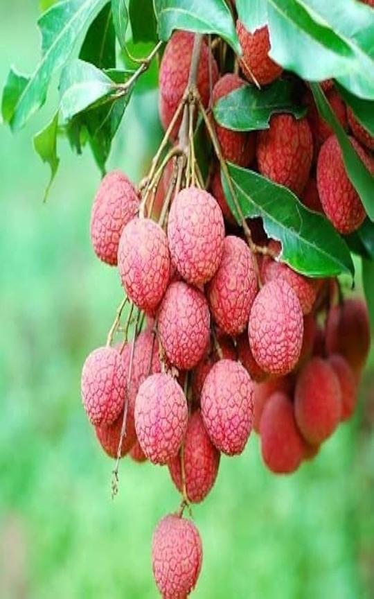 IXORA Chinensis Litchi Lychee Layering/Grafted Fruit Plant (1.5-2 Feet Height)