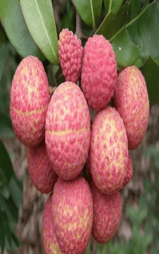 IXORA Chinensis Litchi Lychee Layering/Grafted Fruit Plant (1.5-2 Feet Height)