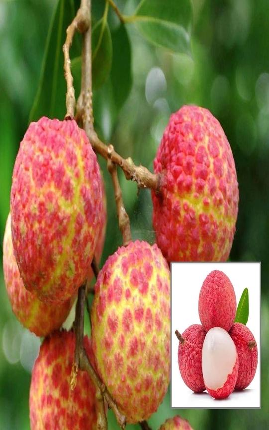 IXORA Chinensis Litchi Lychee Layering/Grafted Fruit Plant (1.5-2 Feet Height)