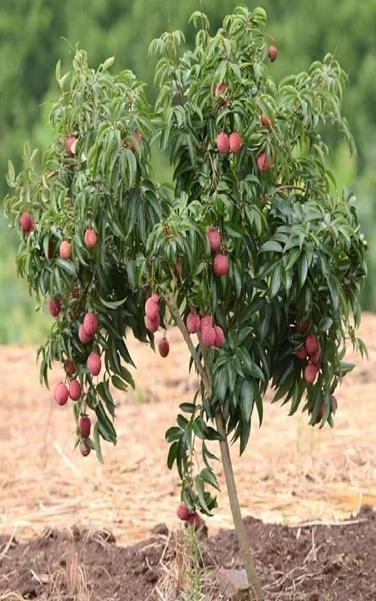 IXORA Chinensis Litchi Lychee Layering/Grafted Fruit Plant (1.5-2 Feet Height)