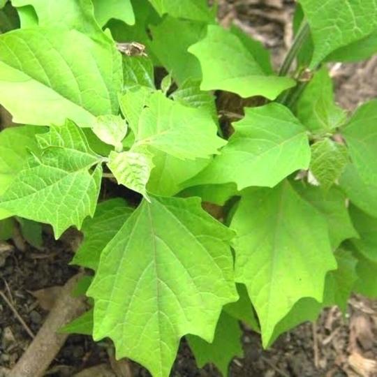Plantzoin Gamhar Madhumatee Gmelina arborea Gambhari Live Plant