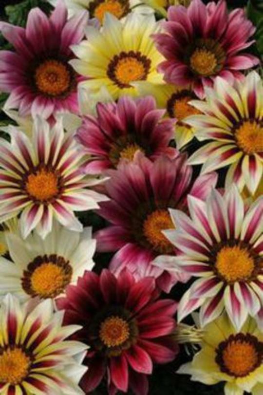 XOLDA Gazania flower Seed (27 per packet)