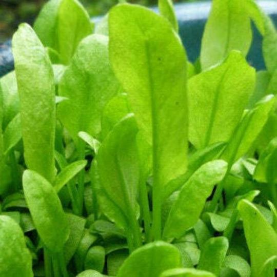 XOLDA Organic chukkakura Seed (15 per packet)