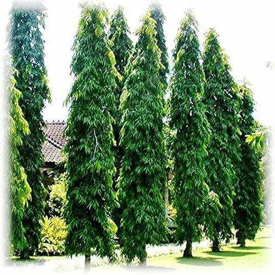 Zomoloco Ashok PlantAsok PlantLive Ashok Long Tree Plant, Saraca Asoca 1 Healthy Live Plant