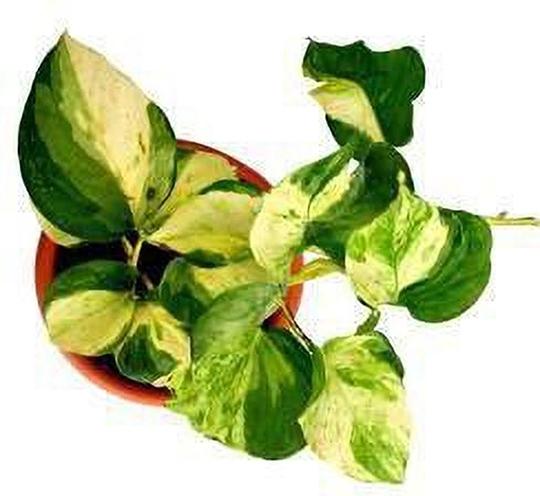 Zomoloco Money PlantMani PlantMoney Plant Marble Queen