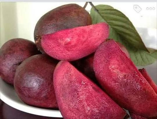 Zomoloco Guava PlantPeyara PlantRedwingz Exotic Chinese Red Guava Live Plant