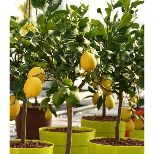 Cloud Farm Big lemon tree Healthy plant (1 Healthy plant), CF_N04