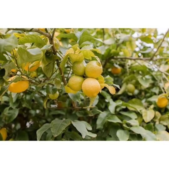 Cloud Farm Big lemon tree Healthy plant (1 Healthy plant), CF_N04