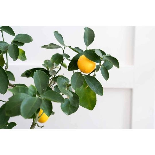 Cloud Farm Big lemon tree Healthy plant (1 Healthy plant), CF_N04