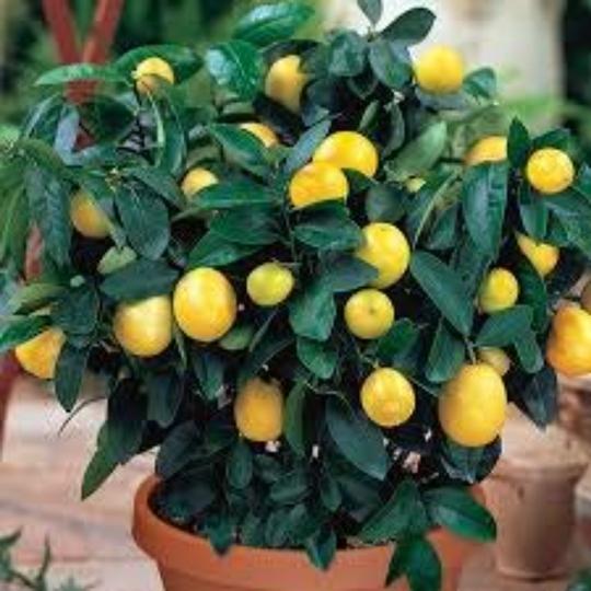 Cloud Farm Big lemon tree Healthy plant (1 Healthy plant), CF_N04