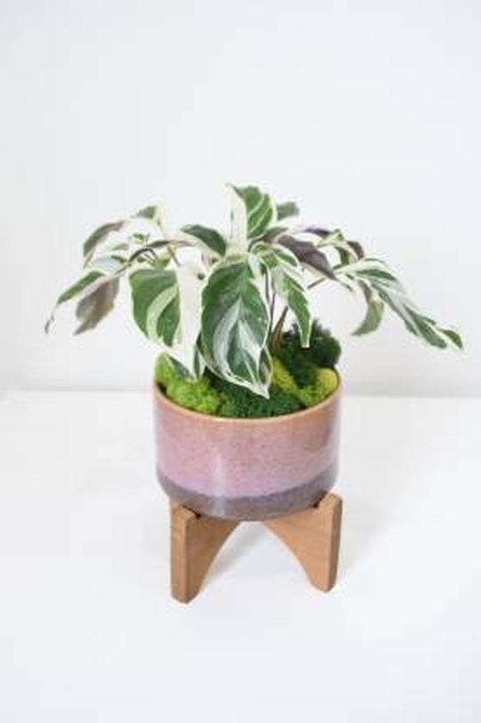 Cloud Farm Hybrid Money Plant - 200 mm CF57