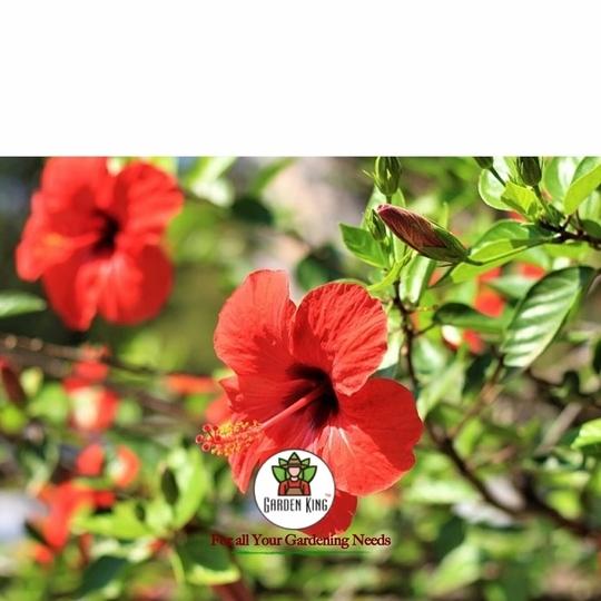Sansar Agro   Hibiscus Potting Soil, Essential Organic Soil Mixture for Hibiscus Plants, with All Required Nutrients and Active Micro-Organism (5 kg)