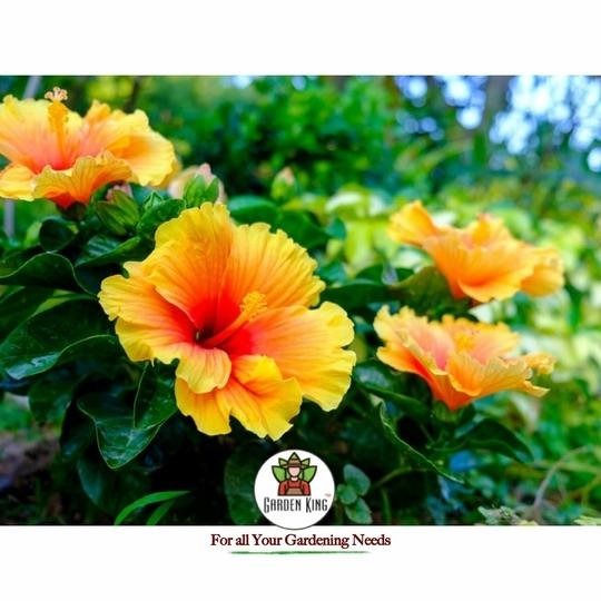 Sansar Agro   Hibiscus Potting Soil, Essential Organic Soil Mixture for Hibiscus Plants, with All Required Nutrients and Active Micro-Organism (5 kg)