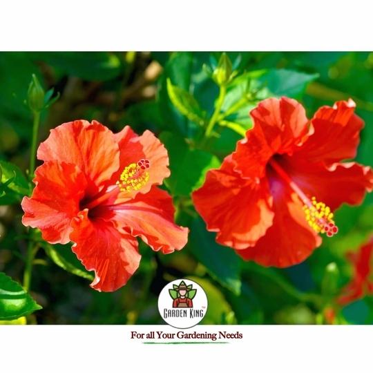 Sansar Agro   Hibiscus Potting Soil, Essential Organic Soil Mixture for Hibiscus Plants, with All Required Nutrients and Active Micro-Organism (5 kg)