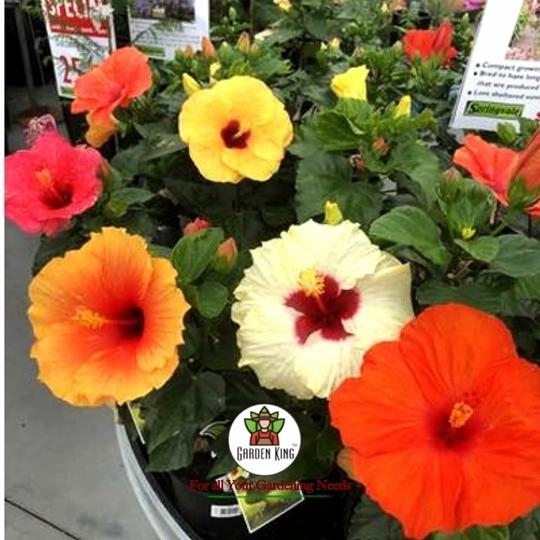 Sansar Agro   Hibiscus Potting Soil, Essential Organic Soil Mixture for Hibiscus Plants, with All Required Nutrients and Active Micro-Organism (5 kg)