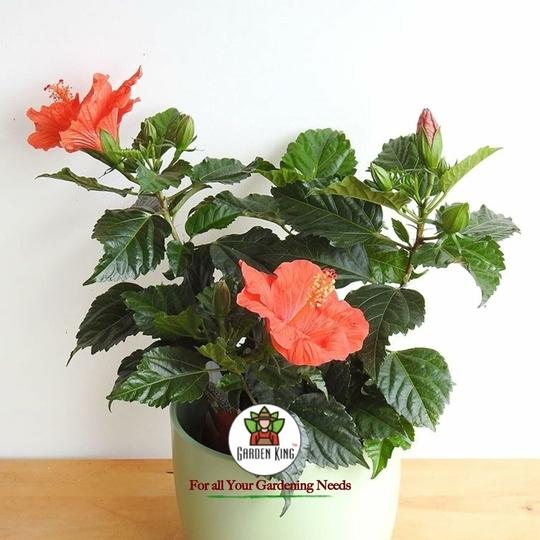 Sansar Agro   Hibiscus Potting Soil, Essential Organic Soil Mixture for Hibiscus Plants, with All Required Nutrients and Active Micro-Organism (5 kg)