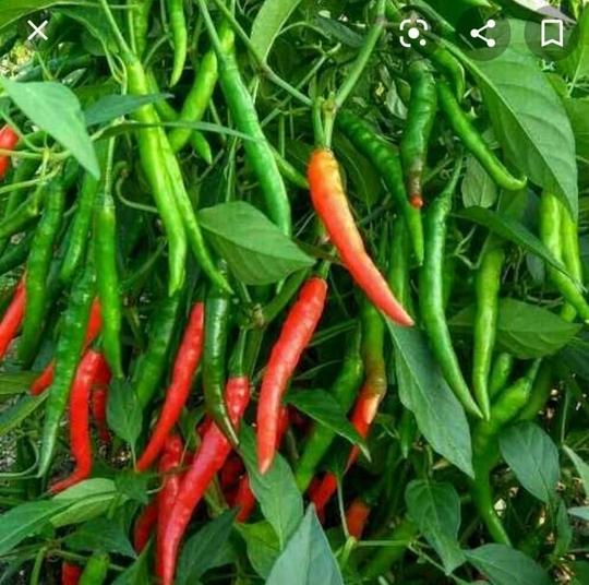 RIMI GARDEN: NPK 12:11:02 fertilizer for Plants. (200 gm)