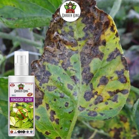 SANSAR AGRO: Fungus remover Spray, Premium Essential Liquid Spray for removing all types of Fungal Infections from Plants. (100 ml)