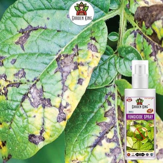SANSAR AGRO: Fungus remover Spray, Premium Essential Liquid Spray for removing all types of Fungal Infections from Plants. (100 ml)