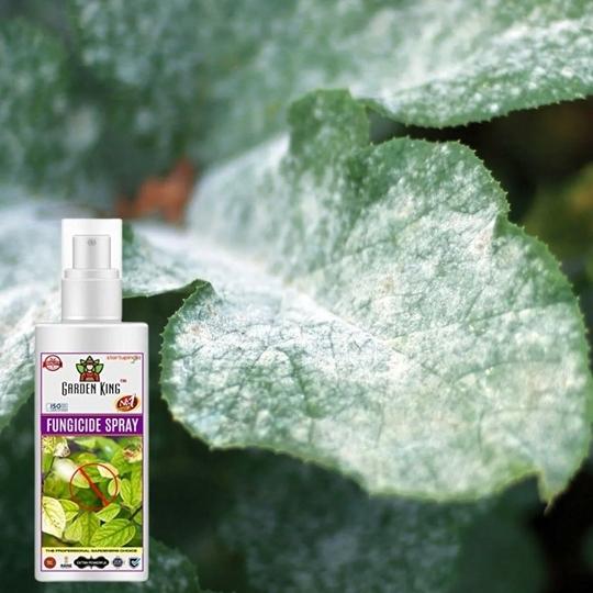 SANSAR AGRO: Fungus remover Spray, Premium Essential Liquid Spray for removing all types of Fungal Infections from Plants. (100 ml)