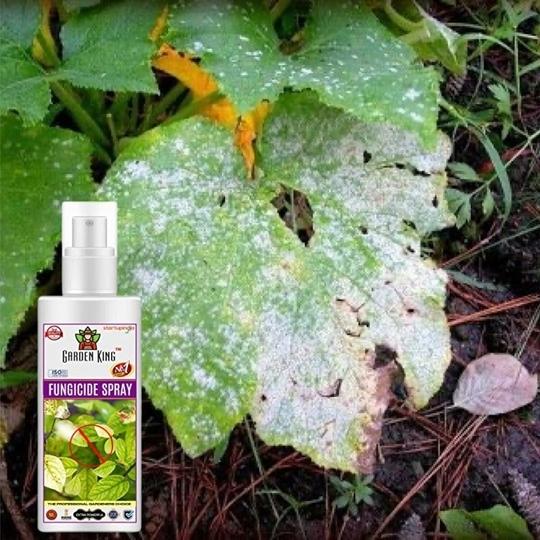 SANSAR AGRO: Fungus remover Spray, Premium Essential Liquid Spray for removing all types of Fungal Infections from Plants. (100 ml)