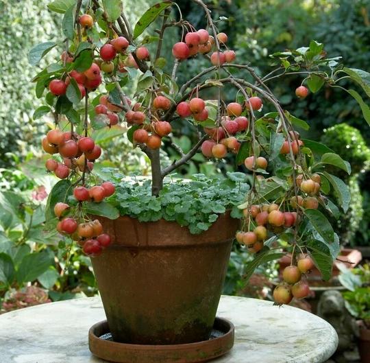 RIMI GARDEN: NPK 12:11:02 fertilizer for Plants. (200 gm)