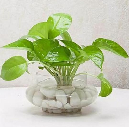 Sansar Green Money plant booster fertilizer (400 gm)