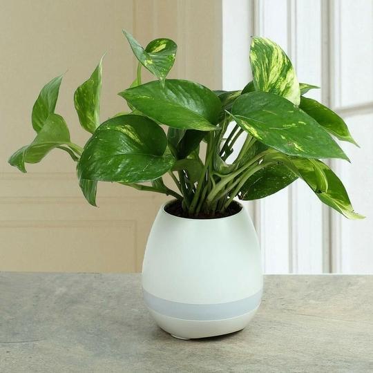 Sansar Green Money plant booster fertilizer (400 gm)