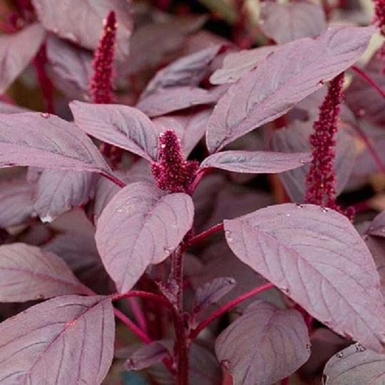 JIGNISHA SEEDS Vegetable Red Amaranths Plant Seeds 500