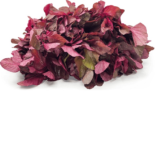 JIGNISHA SEEDS Vegetable Red Amaranths Plant Seeds 500