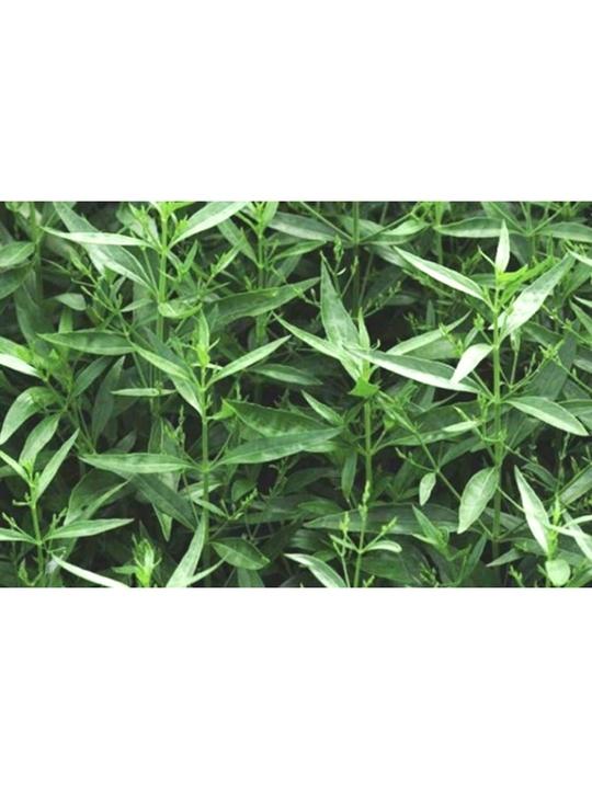 Odiplantz Chirayita Live Plant