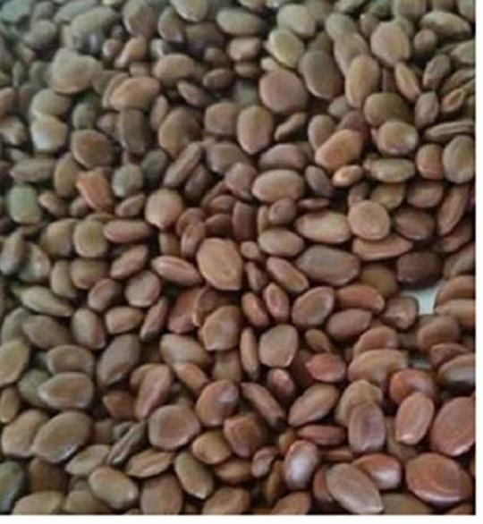 Green India Shami Tree/Banni Tree/Vanni Maram/Prosopis Cineraria Tree Seeds_750 gm