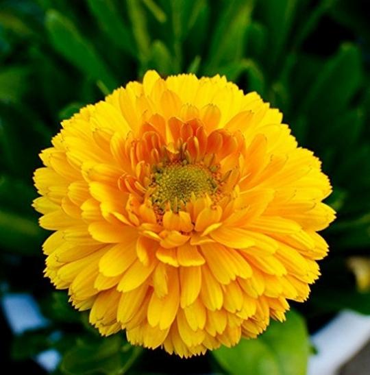 Tamransh Soniro Gainda Marigold Flower Seed, 85 Seeds
