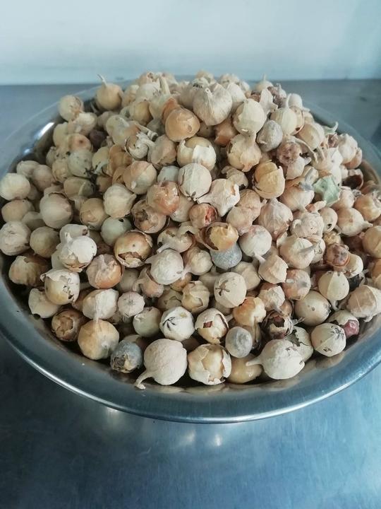 Tamransh Asthanga Withania Coagulans, Paneer Dodi, Ke Phool Seed, 100 G