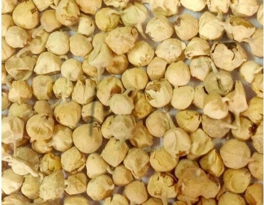 TAMRANSH  Paneer Phol, Paneer Dodi, Paneer Doda Seeds / Flower Seeds 500 G