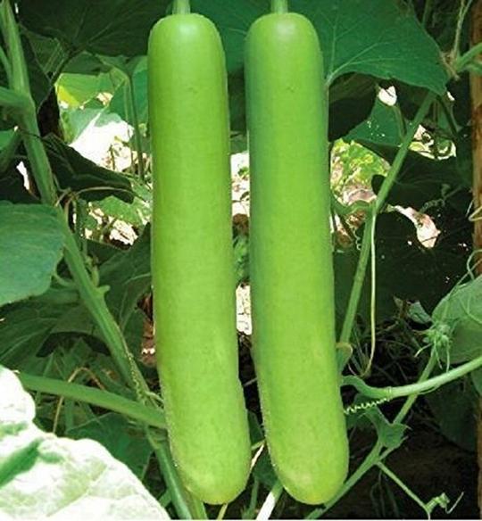 PARYAVARAAN Vegetable Seeds | Bottle Gourd Long Seeds | Bottle Gourd Long Vegetable Seeds | Round Bottle Long Seeds Hybrid F1 For Home Gardening pack of 15 seeds