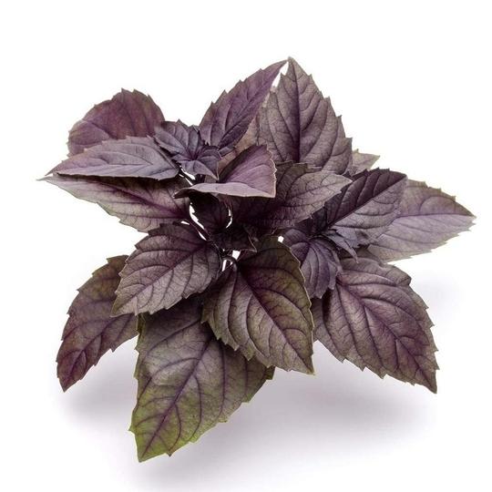 PARYAVARAAN Red Basil Organic Herbs Seeds For Terrace Kitchen & Home Gardening (Pack of 50 Seeds)