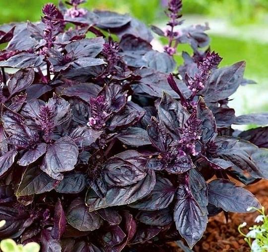 PARYAVARAAN Red Basil Organic Herbs Seeds For Terrace Kitchen & Home Gardening (Pack of 50 Seeds)