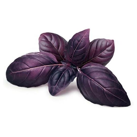 PARYAVARAAN Red Basil Organic Herbs Seeds For Terrace Kitchen & Home Gardening (Pack of 50 Seeds)