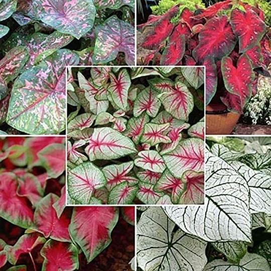 PARYAVARAAN Caladium Bulbs Multiclours (pack of 6 bulbs)