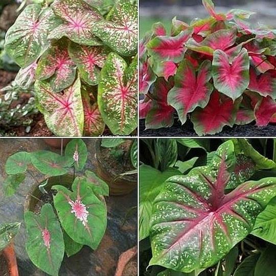 PARYAVARAAN Caladium Bulbs Multiclours (pack of 6 bulbs)