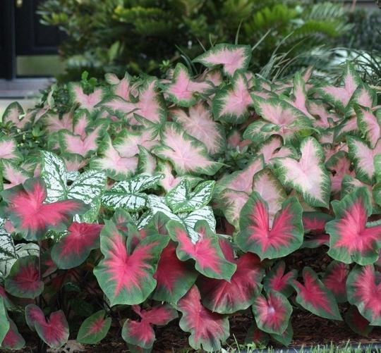 PARYAVARAAN Caladium Bulbs Multiclours (pack of 6 bulbs)