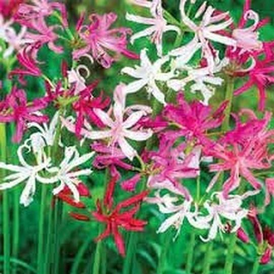 PARYAVARAAN Nerine Lily Seeds Summer Seeds Flower Bulbs For Garden pack of 5 bulbs