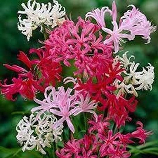 PARYAVARAAN Nerine Lily Seeds Summer Seeds Flower Bulbs For Garden pack of 5 bulbs
