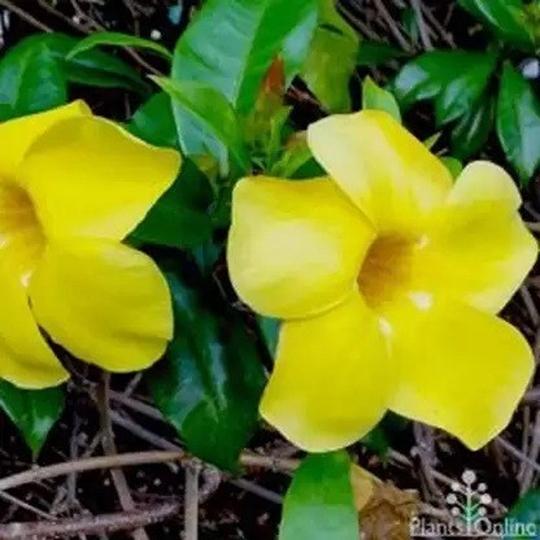 Narumanam Mandevilla Plant Mandeville flower Plant CF-M5563